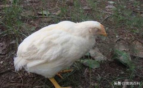 鸡不长肉消瘦怎么回事,鸡消瘦不长肉怎么治疗