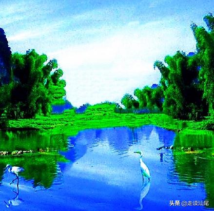 海丰公平西坑绿茶,海丰西坑茶叶