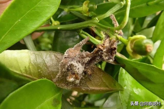 果树卷叶虫最佳防治方法,卷叶蚜虫怎么防治