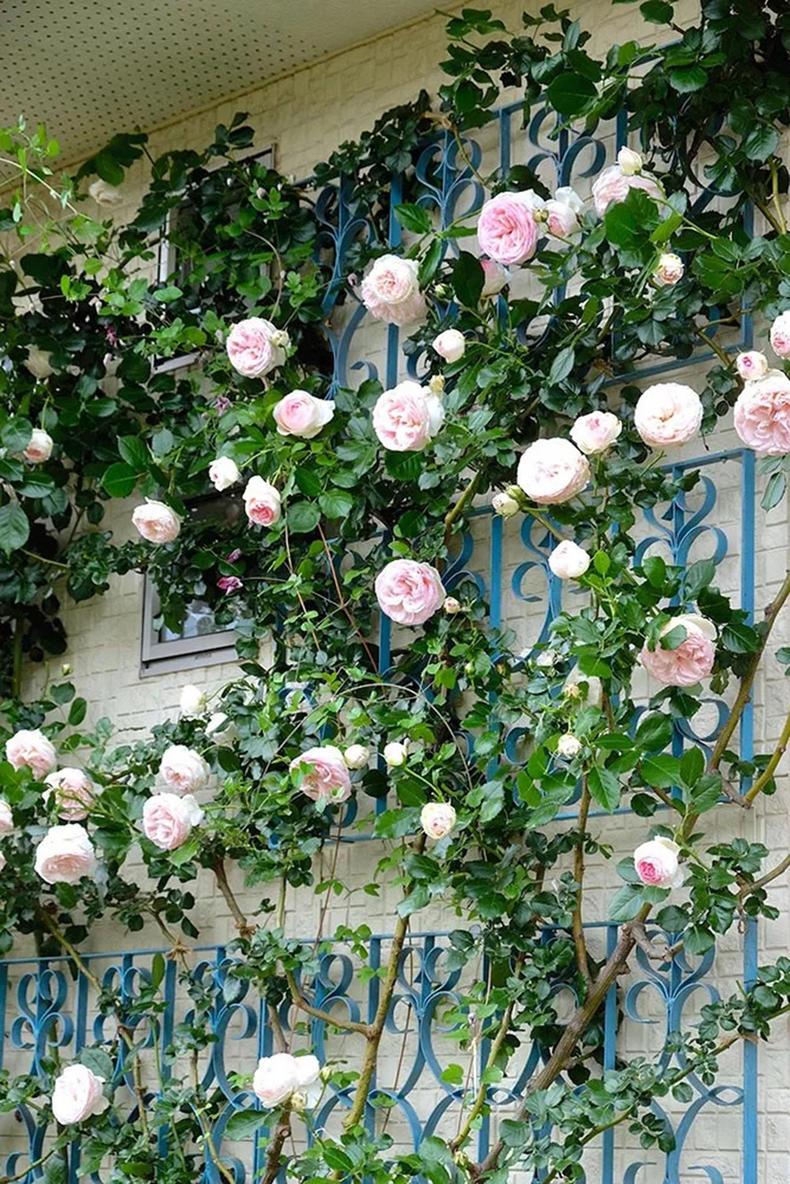 代森锰锌能治疗月季霜霉病吗,月季霜霉病特效药