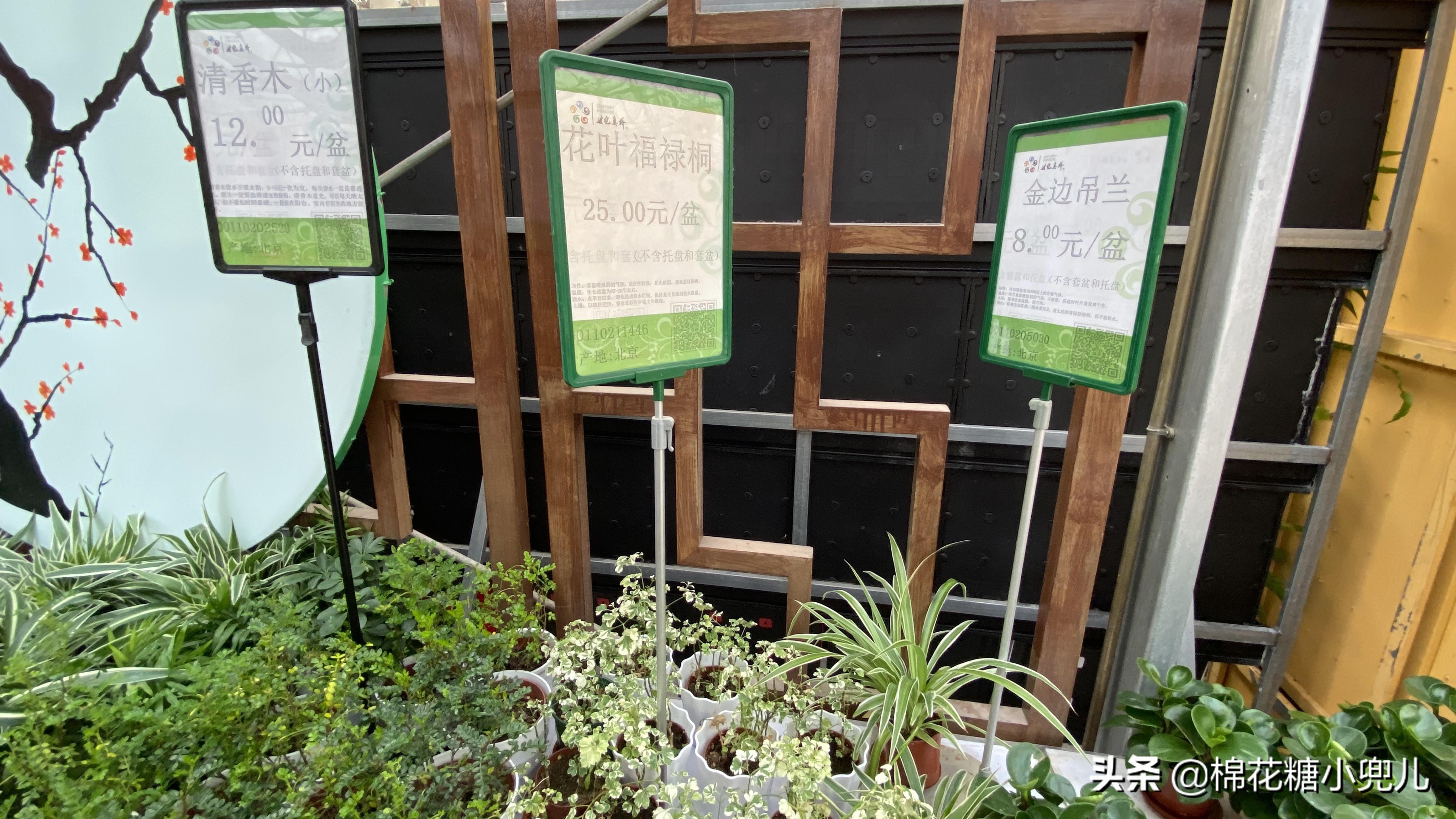 北京南四环花卉绿植批发市场,北京开一家鲜花店