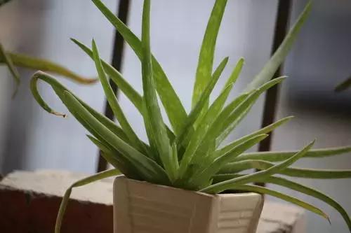 三分钟学会夹睫毛和刷睫毛,教大家一招正确的刷睫毛