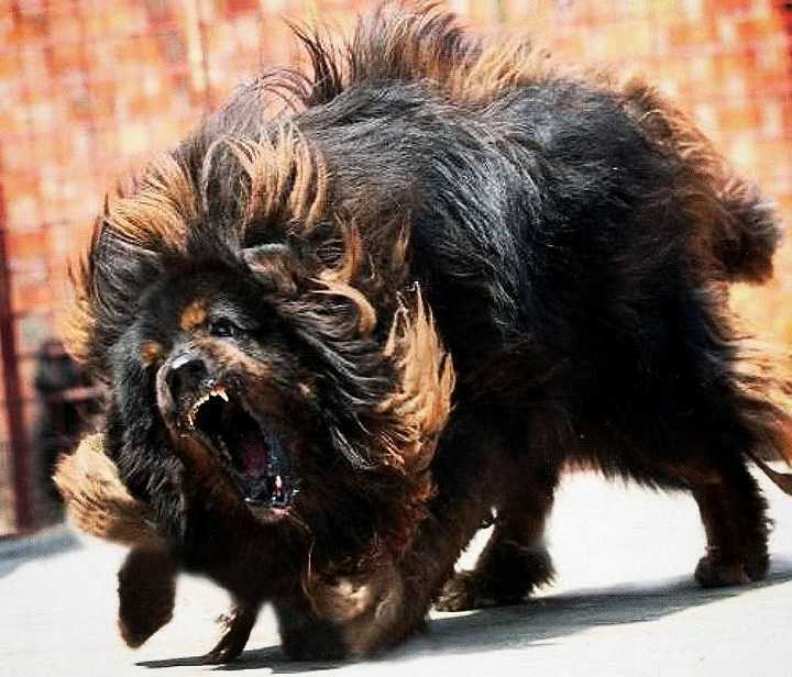 最聪明的十大狗狗品种介绍,史上最全的狗狗品种记得收藏