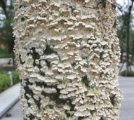 树木病害治疗方法,树木树干病虫害防治方法