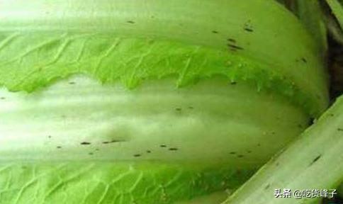 为啥大白菜里面有黑点点,吃了这么多年的蔬菜