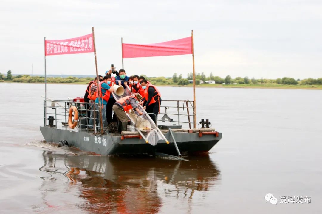 5米重2000斤达氏鳇后续,2000斤达氏鳇后续