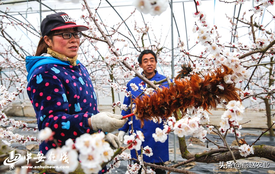温室大棚种杏,大棚杏的种植技术