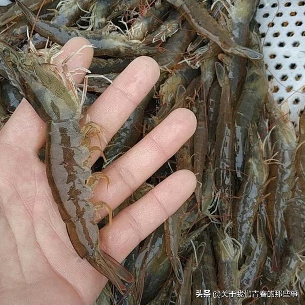 煮虾冷水下锅还是喷水,煮虾冷水煮还是热水煮