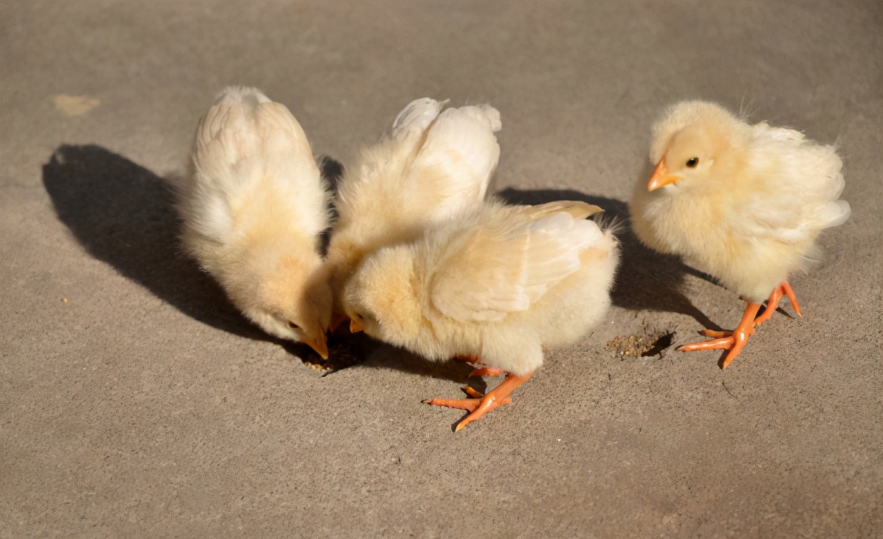 为啥鸡拉稀便就很难治好,大鸡拉稀绿色粪便怎么治疗