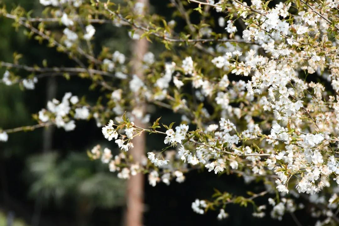 我们争分夺秒加班加点,就是为了奉上今春这第一波蒙顶皇茶!