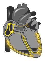 心脏说明书,这份通俗易懂的心脏说明书请收好