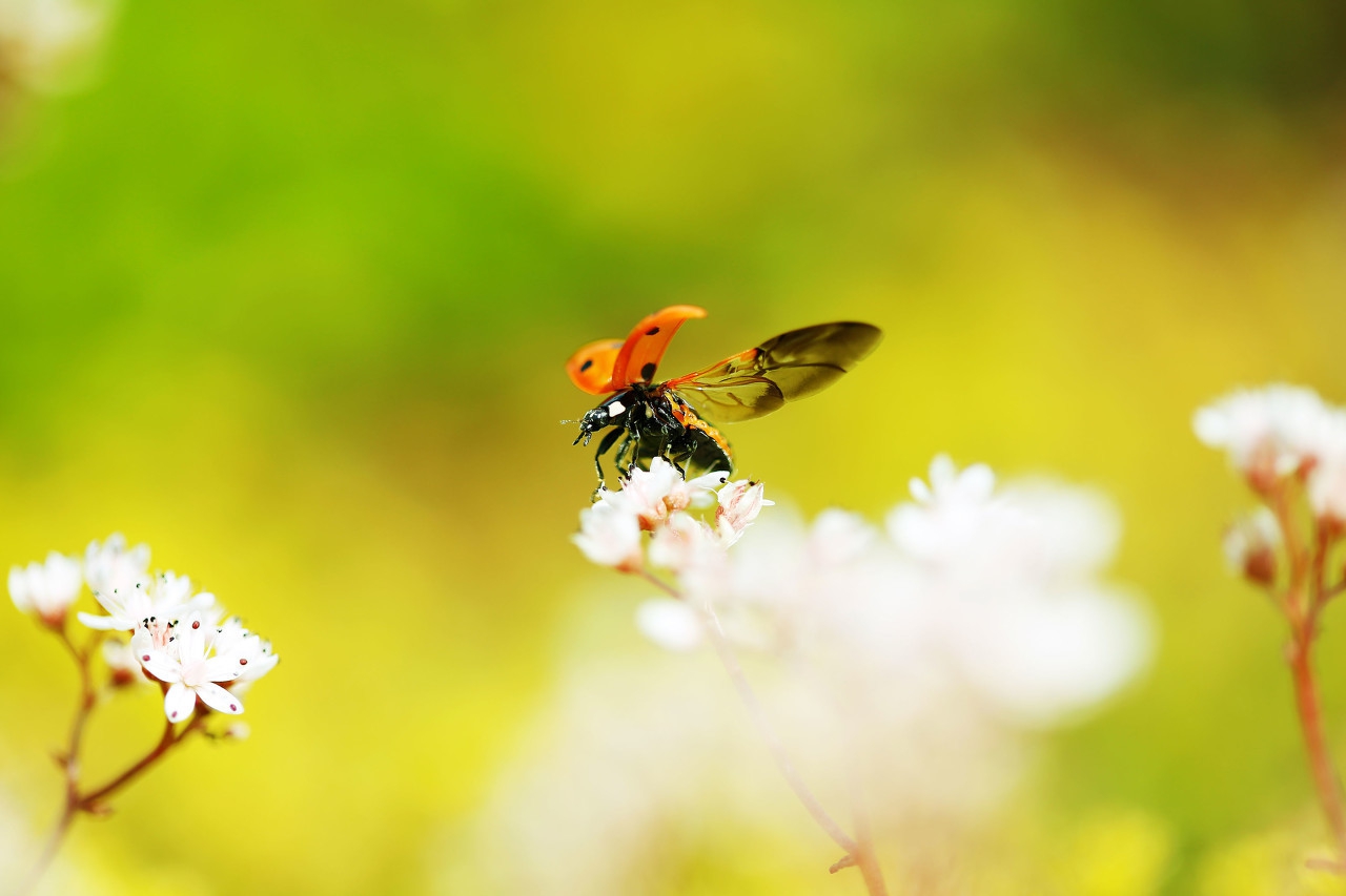 飞花令柳字古诗,飞花令诗词大全含柳