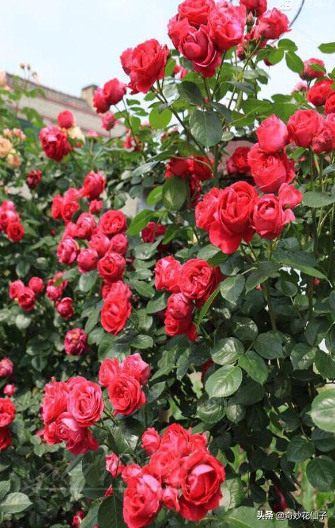 给大家推荐几款皮实好养的月季,好养不生病的月季有哪些品种