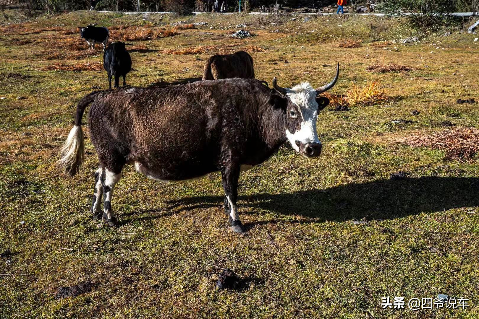 林芝看南迦巴瓦峰的观景台,西藏自驾游南迦巴瓦峰