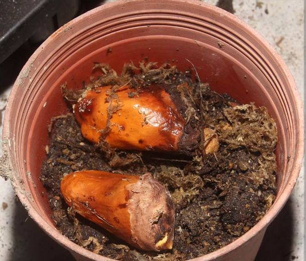 榴莲吃半个月会怎样,榴莲种子放冰箱保鲜里能种吗