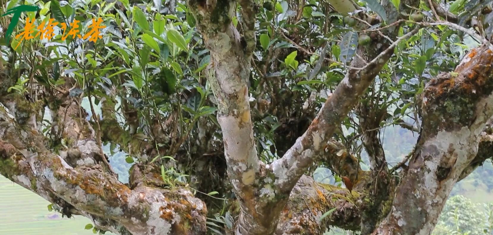 老徐谈茶9棵古树茶,老徐谈古茶园全集