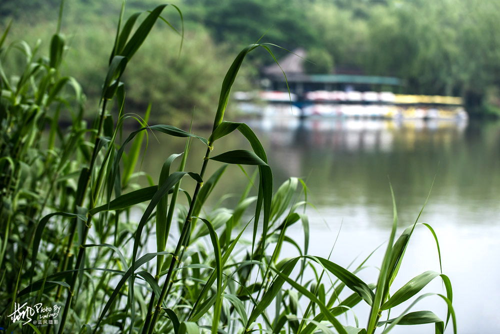不进沙家浜景区能看到芦苇荡,深度游玩沙家浜风景区