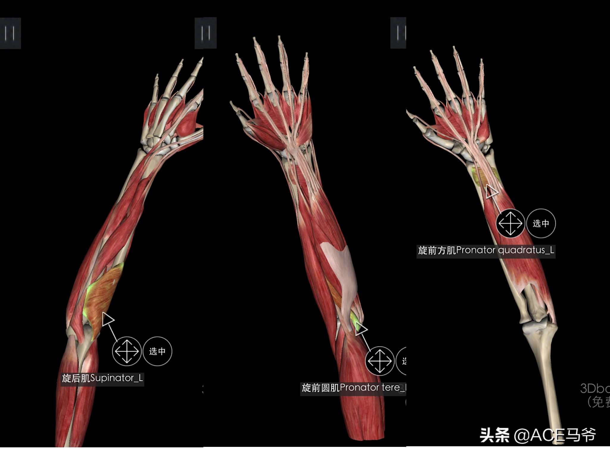 最容易被忽视，但是又非常重要的训练。小臂力量训练