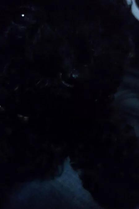 养狗是黑的好还是黄的好,养狗黑狗好吗