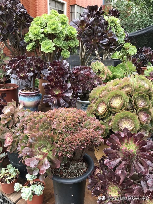 荷花多肉好养吗容易活吗,多肉用水养得活吗