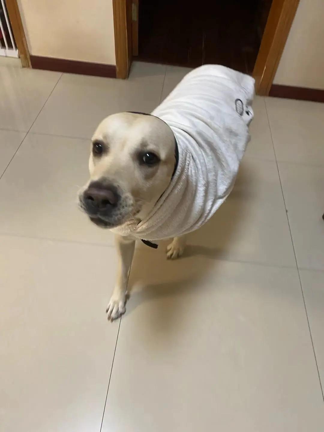 男生猛犬穿女装,男生细狗穿女装