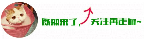 可爱小奶猫刚生出成长日记,一只小奶猫的成长过程