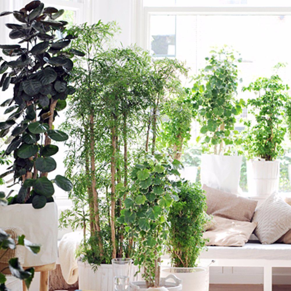 办公室最好养的大型盆栽,适合放在办公室的大盆栽植物