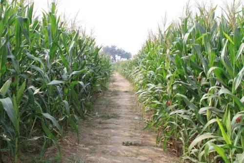 如果被狗咬了怎么办,如果被狗咬了一点点皮外伤怎么办