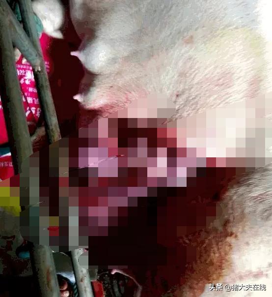 某规模猪场一例母猪的剖腹产手术（附图）