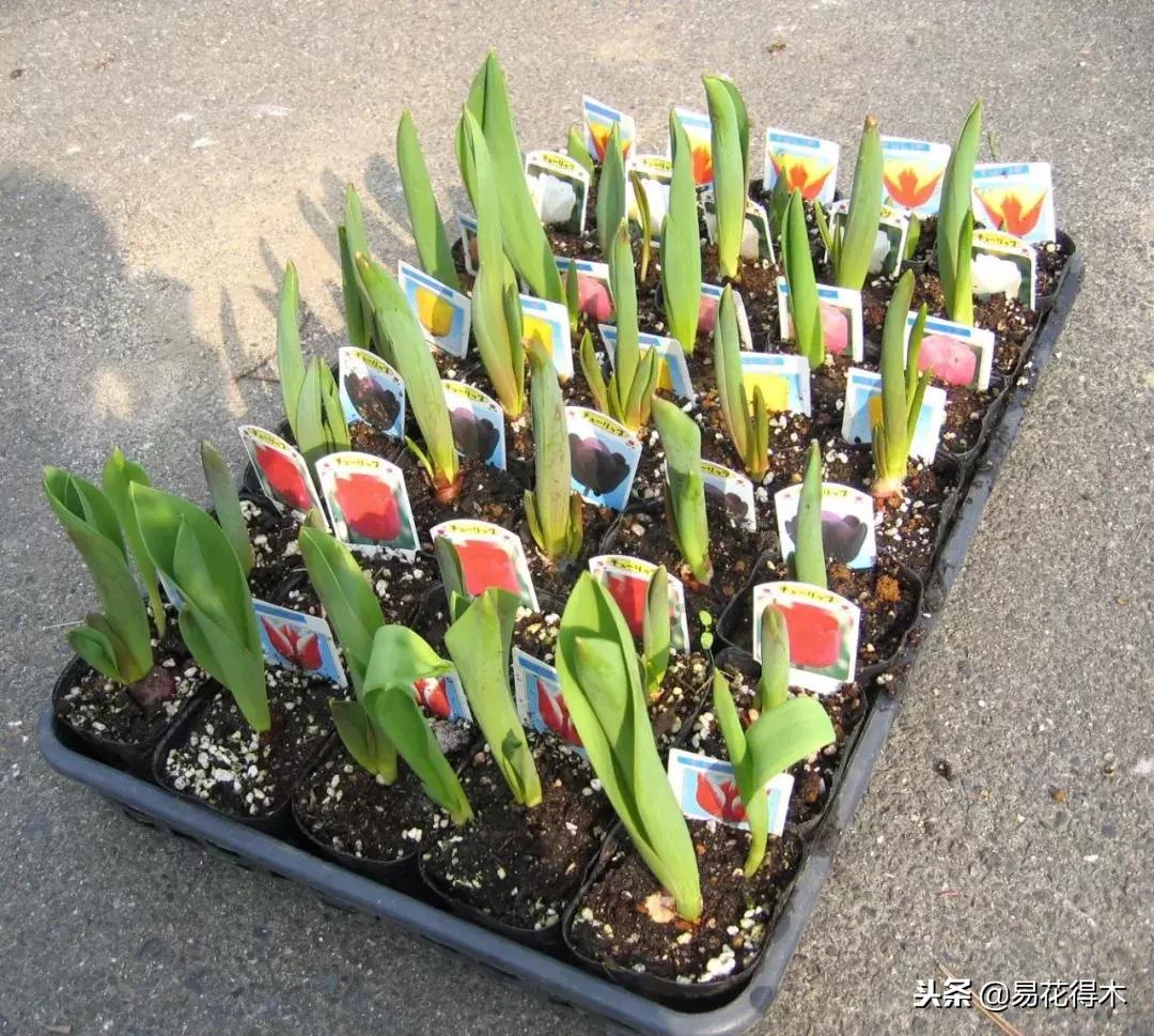 郁金香的种植方法及养护,郁金香养护方法及注意事项