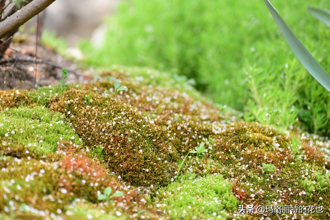 种植苔藓养护方法,苔藓怎么养护才能长得好