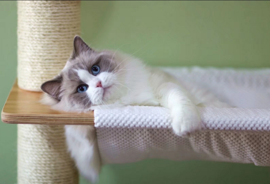 如何挑选布偶猫这几点需要注意,怎样挑选布偶猫的品相