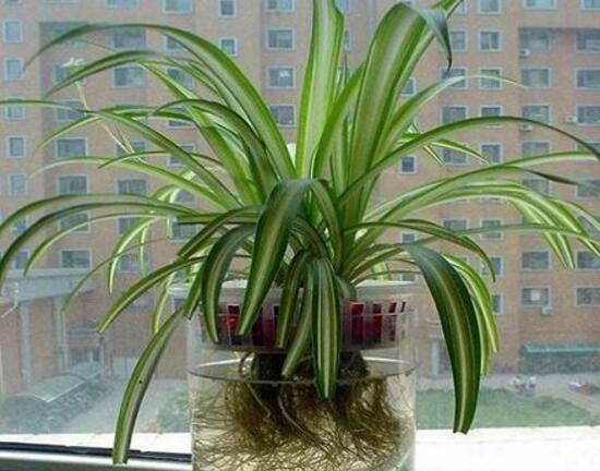 怎么把土养吊兰养成水培吊兰,吊兰怎么水培养才能更旺盛