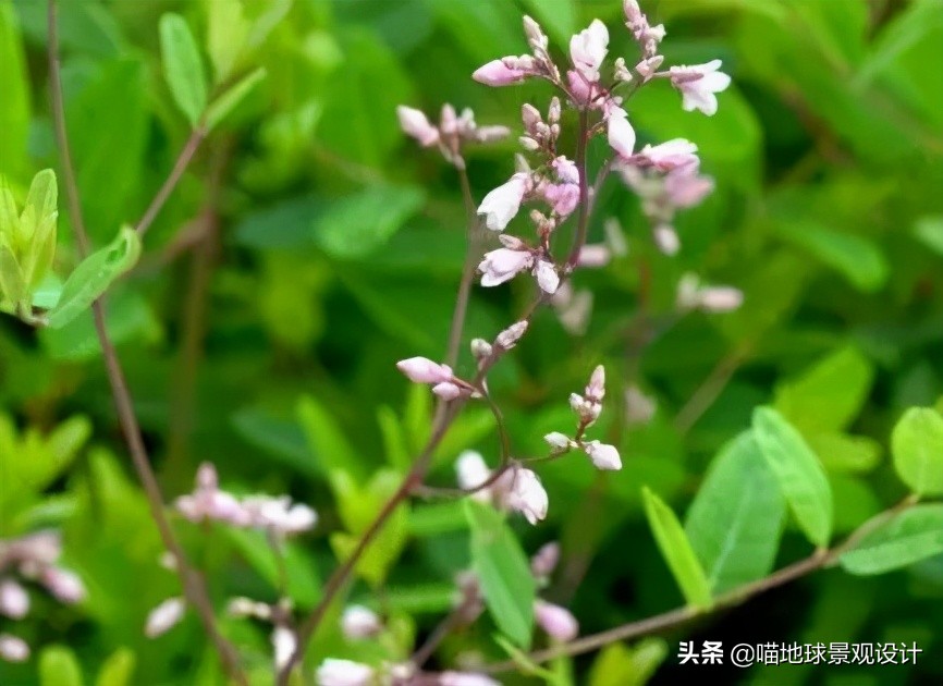 超级耐养的植物,极耐盐碱耐高温的植物