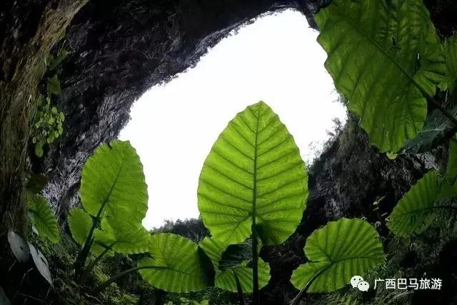 巴马的百魔洞简介,广西巴马百魔洞中医食疗馆