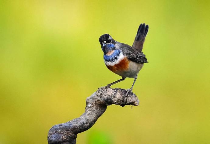 蓝点颏托笼大叫,蓝点颏为什么不好服笼