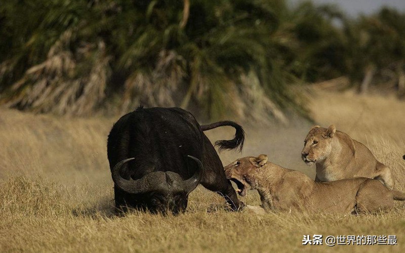 野牛为什么容易受到狮群攻击,野牛能战胜狮子吗
