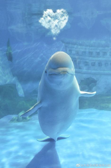 海滩再现绝美荧光海宛如蓝色星河,成都荧光海滩