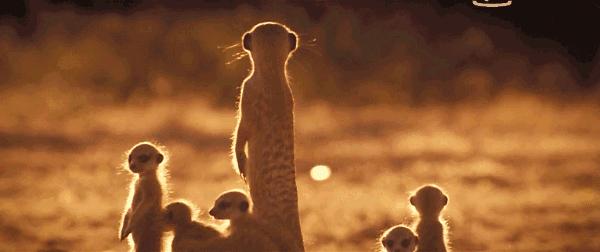 一种对毒液免疫，和平头哥一样好斗，交配时雄性暴打雌性的动物