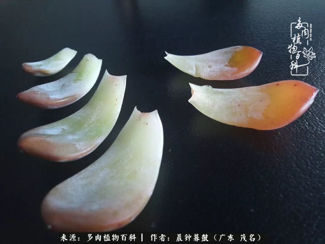 轻轻地告诉你,我的多肉也曾美过,不信你看看
