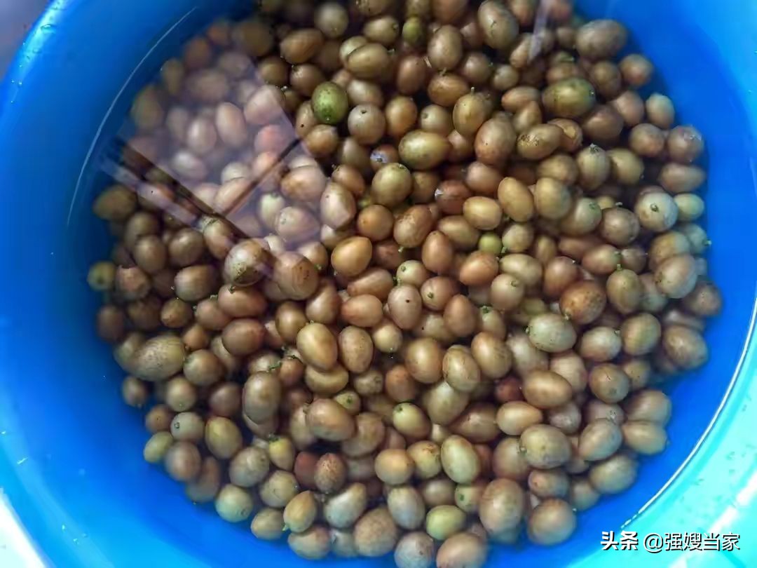 腌黄皮好吃吗,腌盐黄皮