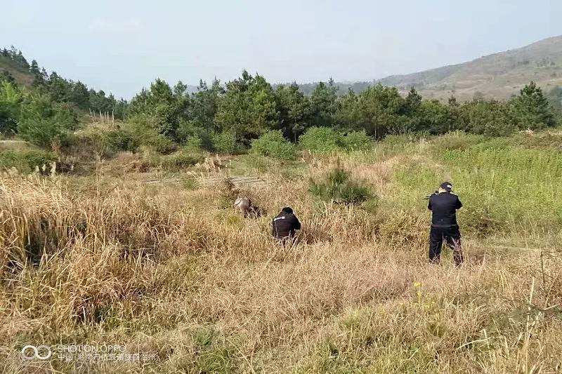 贵州一黄牛发疯,贵州一牛发疯撞人