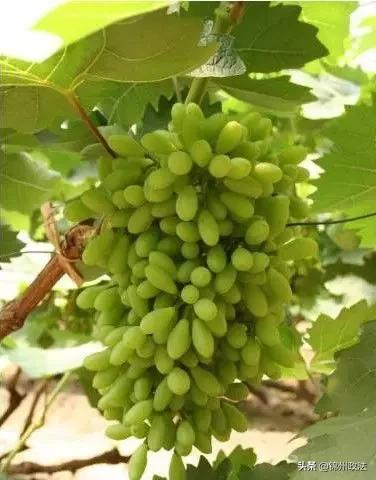 沈阳有什么特色农产品,辽宁省14个市县特产农产品