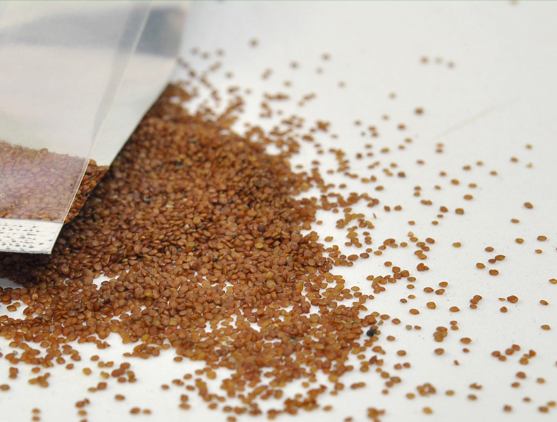 草缸玩家不会使用的水草,水草缸种子有必要吗