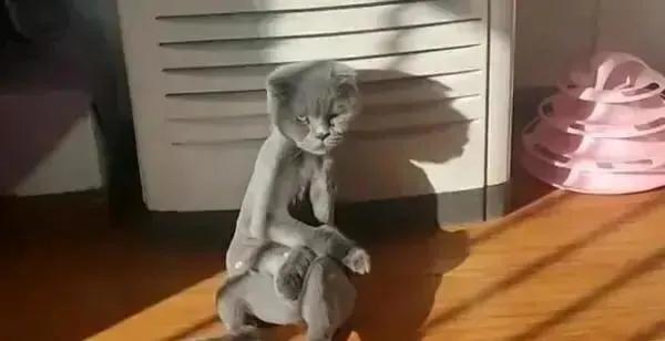 主人嫌猫咪太掉毛把毛剃了,主人以为橘猫很胖结果喂得少