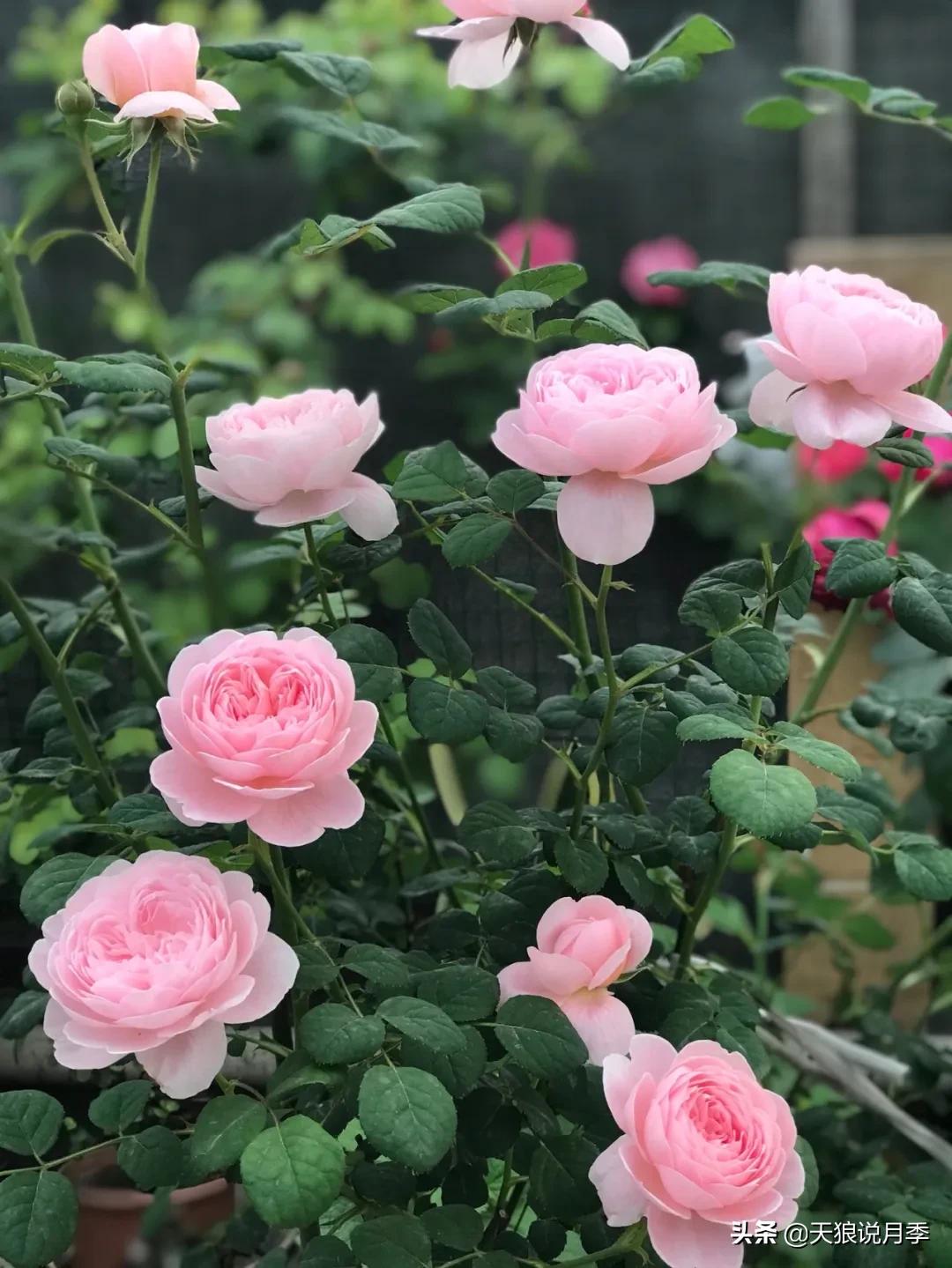 月季花是时候展现真正的技术了 (开春的第一波月季花就这么过去了)