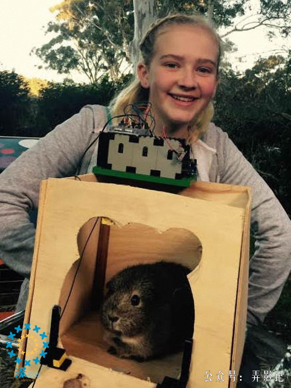 豚鼠的冷知识,豚鼠科普小知识