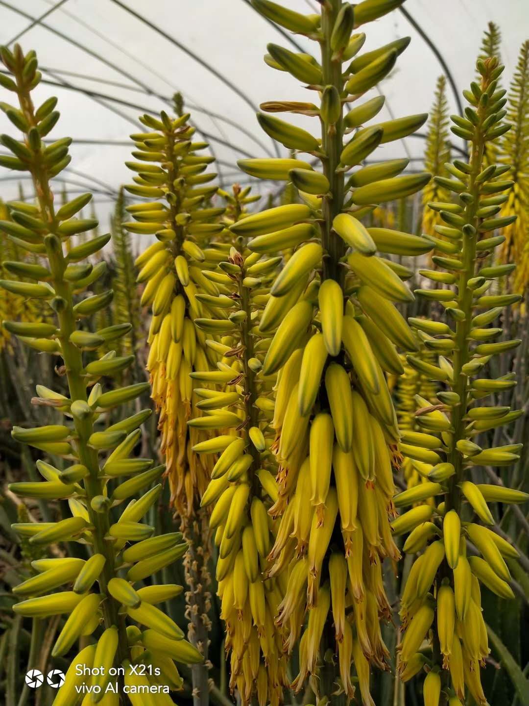 芦荟植物盆栽稀有,芦荟稀有品种老桩