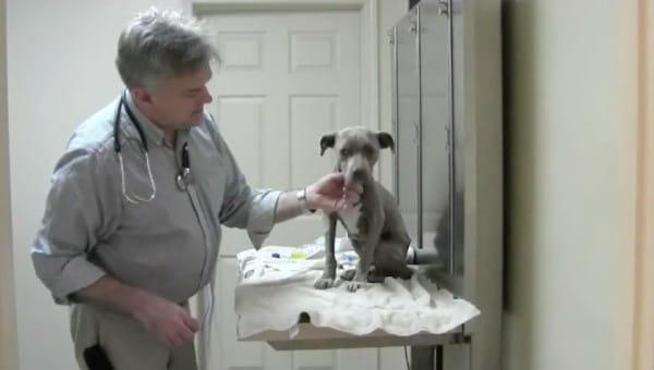 超暖阿拉斯加安慰拥抱主人,暖心宠物安慰主人视频