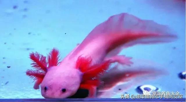 宠物鱼推荐小型的鱼,哪种宠物鱼最可爱